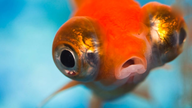 School Film School Vidoes